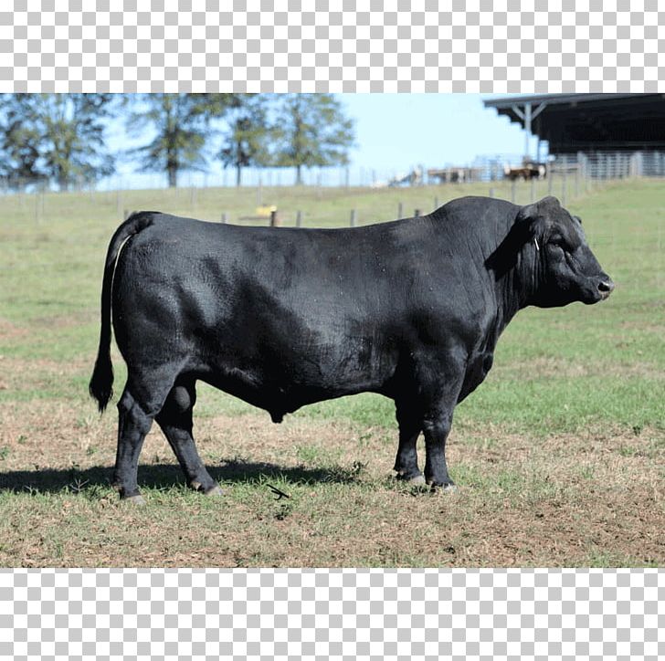 Bull Angus Cattle Brangus Brahman Cattle Horn PNG, Clipart, Angus Cattle, Brahman Cattle, Brangus, Breed, Bull Free PNG Download