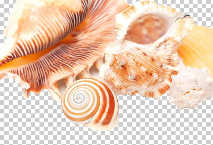 Conch High-definition Television Seashell PNG, Clipart, Animal Source Foods, Caracol, Closeup, Cockle, Conch Free PNG Download