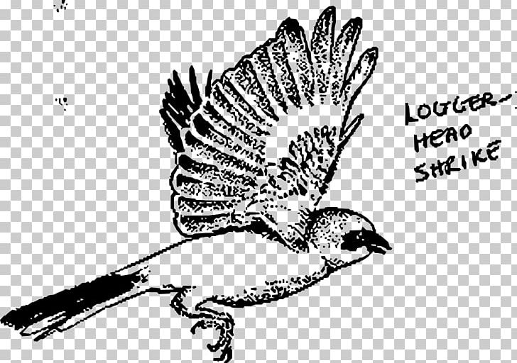 Mockingbird Loggerhead Shrike Drawing PNG, Clipart, Animal, Animals, Art, Beak, Bird Free PNG Download
