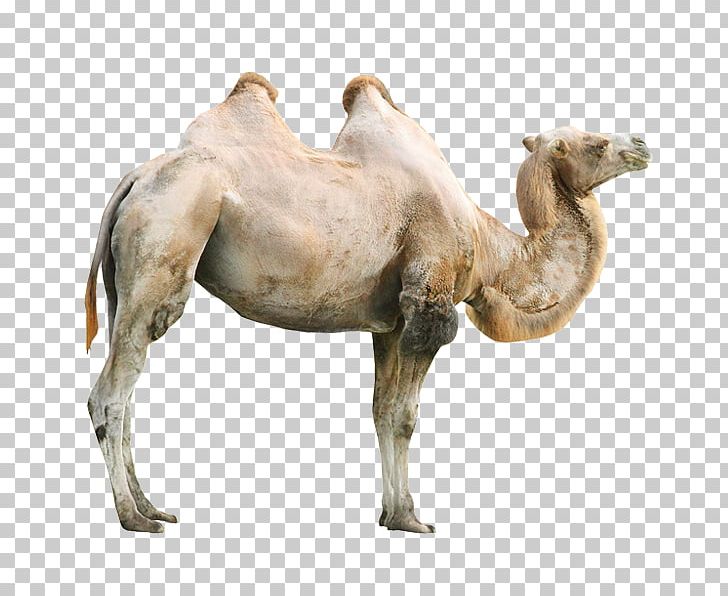 Okapi Giraffe Bactrian Camel Rhinoceros Zebra PNG, Clipart, Adobe, Adobe Stock, Animal, Animals, Arabian Camel Free PNG Download