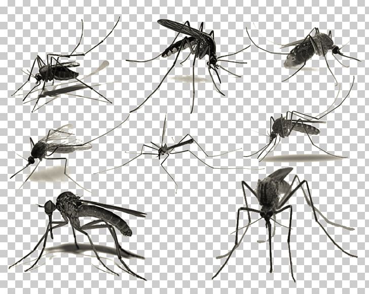Mosquito Brush PNG, Clipart, Black, Black And White, Color Ink, Color Ink Splash, Download Free PNG Download
