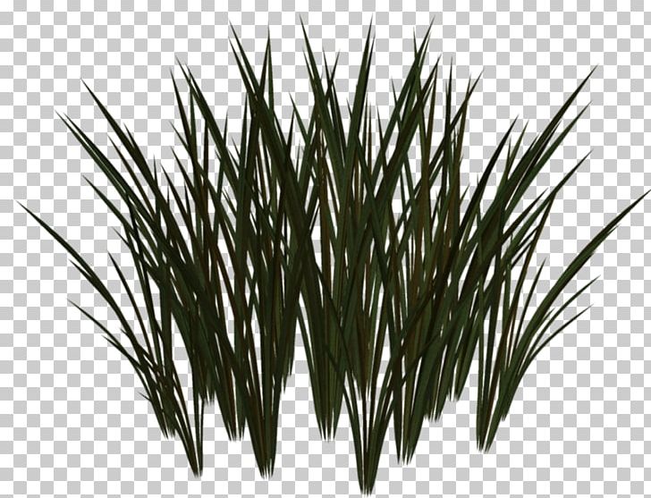 Tree PNG, Clipart, Commodity, Download, Grass, Grass Family, Nature Free PNG Download