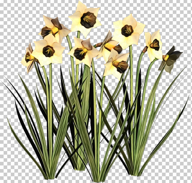 Flower Plant Grass Yellow Narcissus PNG, Clipart, Amaryllis Family, Flower, Grass, Houseplant, Narcissus Free PNG Download