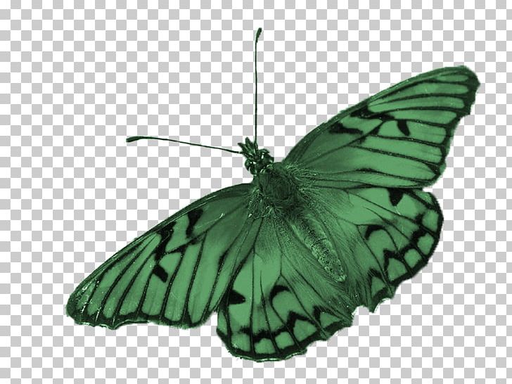 Butterfly Papillon Dog Papilio Rumanzovia Photography PNG, Clipart, Arthropod, Brush Footed Butterfly, Butterflies, Butterflies And Moths, Butterfly Group Free PNG Download