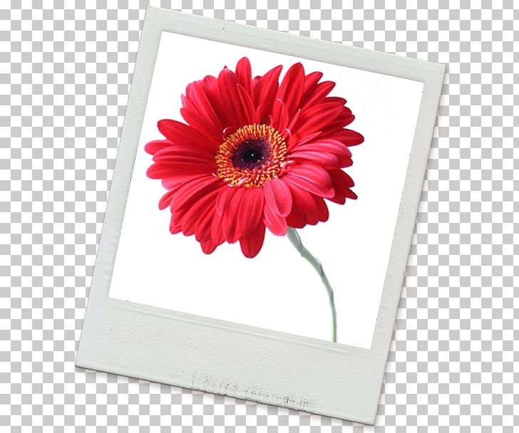 Cut Flowers Floral Design Art Buyer Transvaal Daisy PNG, Clipart, Art Buyer, Cut Flowers, Daisy Family, Floral Design, Flower Free PNG Download