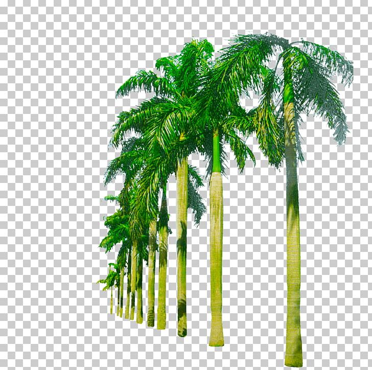 Nearly Natural 5259 Paradise Artificial Palm Trees Plants Hammock Between Palm Trees Adonidia PNG, Clipart, Adonidia, Arecales, Coconut, Date Palm, Flowerpot Free PNG Download