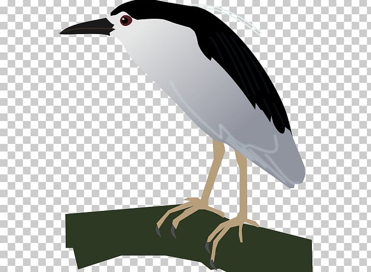 Stork Water Bird Crane Beak PNG, Clipart, Animal, Animals, Beak, Bird, Black Crown Free PNG Download