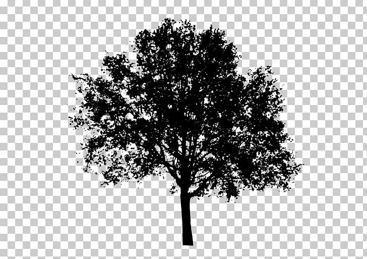 Tree Silhouette PNG, Clipart, Black And White, Branch, Clip Art, Computer Icons, Leaf Free PNG Download