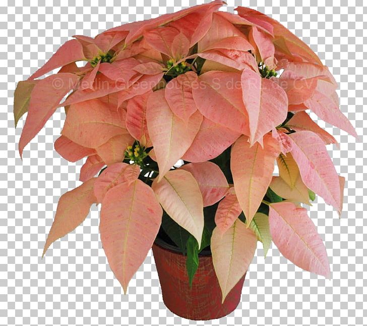 Cut Flowers Poinsettia Plant Floristry PNG, Clipart, Color, Cut Flowers, De Noche Buena, Floristry, Flower Free PNG Download