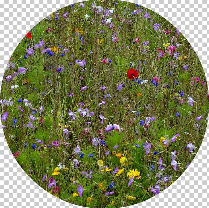 Purple Wildflower PNG, Clipart, Flora, Flower, Grass, Meadow, Plant Free PNG Download