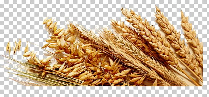 Common Wheat Cereal Ingredient Gluten Bread PNG, Clipart, Agriculture, Agriculture In Russia, Avena, Bran, Bread Free PNG Download