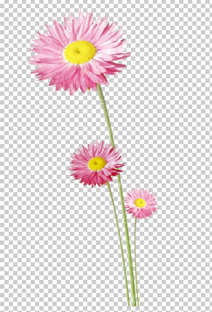 Cut Flowers Plant Stem Flower Garden PNG, Clipart, 2016, 2017, Aster, August, Author Free PNG Download