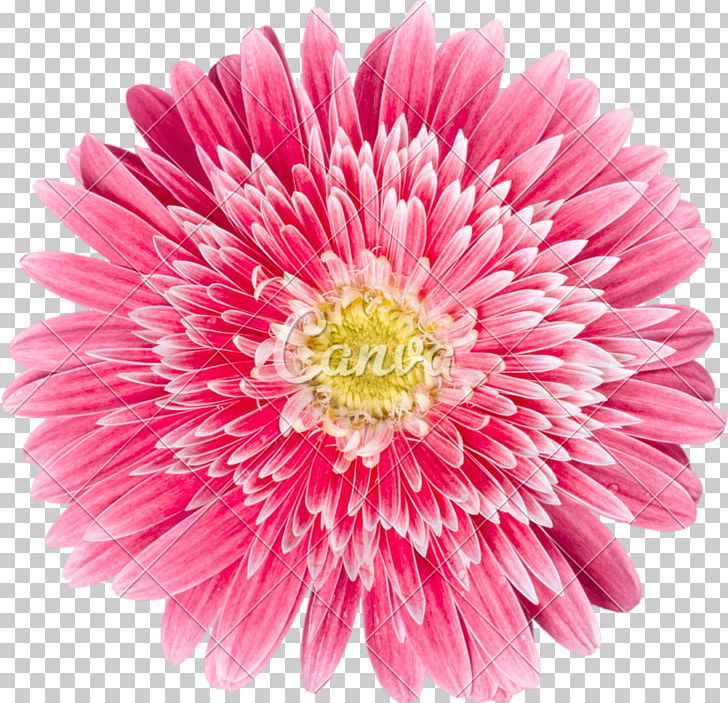 Transvaal Daisy Daisy Family Common Daisy Watercolor Painting PNG, Clipart, Annual Plant, Aster, Chrysanthemum, Common Daisy, Common Sunflower Free PNG Download