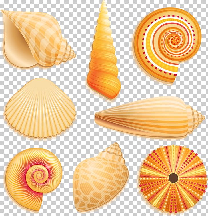 Seashell Mollusc Shell PNG, Clipart, Animals, Art, Clip Art, Cockle, Conch Free PNG Download