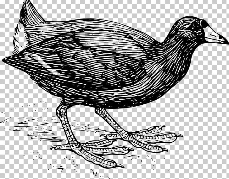 Bird Eurasian Coot Computer Icons PNG, Clipart, Animals, Art, Beak, Bird, Black And White Free PNG Download