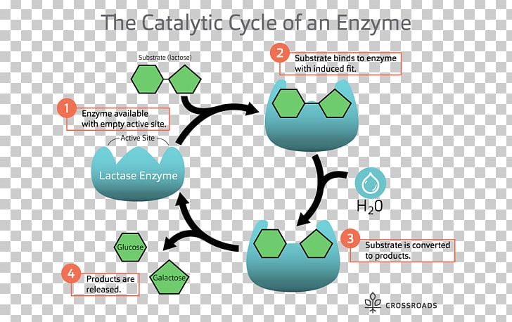 Catalytic Cycle Lactase Enzyme Substrate Catalysis PNG, Clipart, Active Site, Area, Brand, Catalysis, Catalytic Cycle Free PNG Download