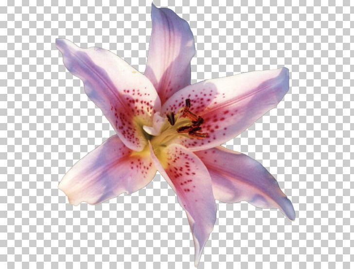 Lilium Candidum Flower PNG, Clipart, Computer Icons, Desktop Wallpaper, Flower, Flowering Plant, Lilac Free PNG Download
