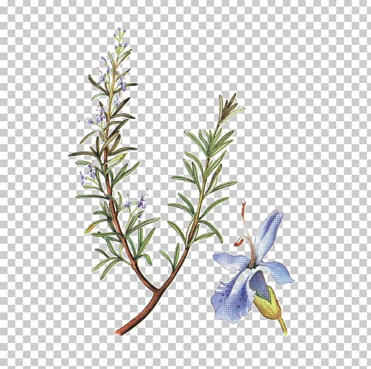 Food Rosemary Herb Gastritis Crónica PNG, Clipart, Botany, Branch, Cronica, Digestion, Fines Herbes Free PNG Download