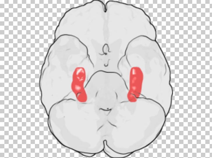 Hippocampus Brain Long-term Potentiation Neuroscience Neuron PNG, Clipart, Area, Art, Brain, Cell, Cerebrum Free PNG Download
