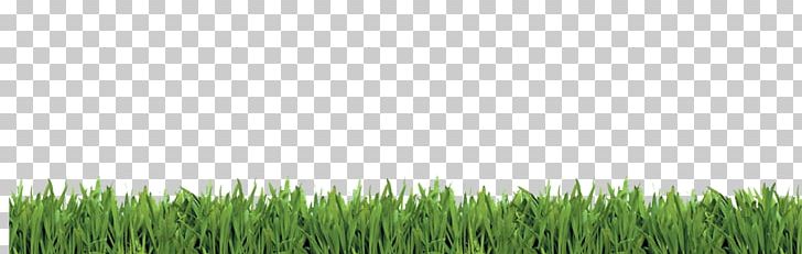 Wheatgrass Lawn Meadow Tree Sky Plc PNG, Clipart, Commodity, Crop, Field, Grass, Grass Family Free PNG Download