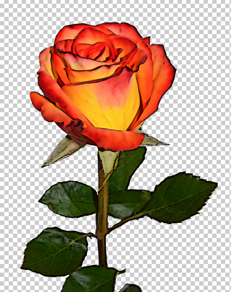 Garden Roses PNG, Clipart, Bud, Cut Flowers, Floribunda, Flower, Garden Roses Free PNG Download