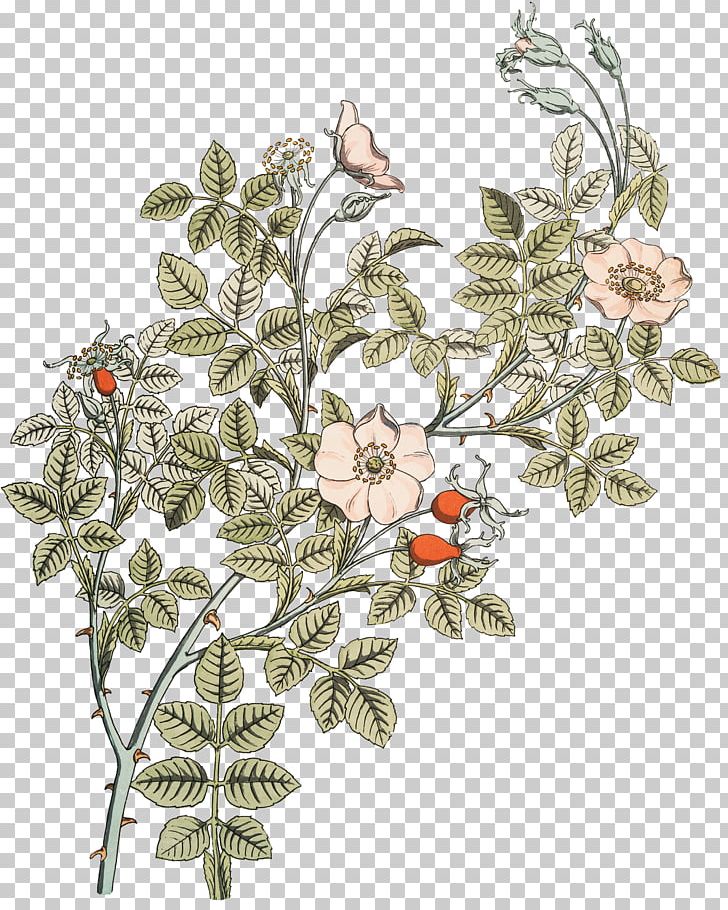 Botanical Illustration Rose Botany Drawing PNG, Clipart, Art, Art Nouveau, Body Jewelry, Botanical Illustration, Botanical Illustrator Free PNG Download