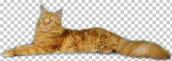 Tabby Cat Maine Coon European Shorthair Domestic Short-haired Cat Kitten PNG, Clipart, Carnivoran, Cat Like Mammal, Cat Supply, Dog, Dog Like Mammal Free PNG Download