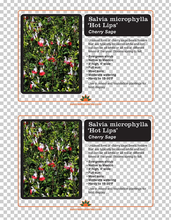 Tree Shrub PNG, Clipart, Flora, Flower, Grass, Hot, Label Free PNG Download