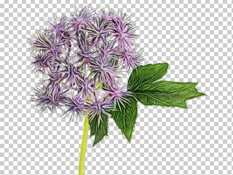 Flower Plant Thistle PNG, Clipart, Flower, Paint, Plant, Thistle, Watercolor Free PNG Download