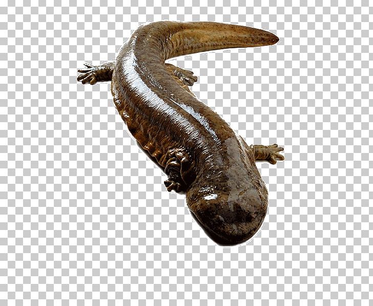 Chinese Giant Salamander Japanese Giant Salamander Amphibian Yangtze Nombre Cientxedfico PNG, Clipart, Andrias, Animal, Animals, Aquaculture, Black Free PNG Download