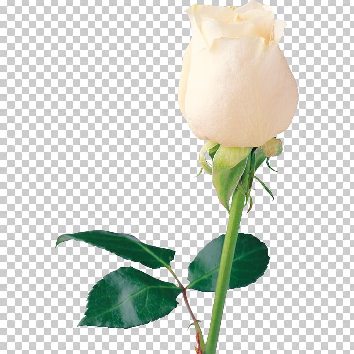 Rose White Flower PNG, Clipart, Background White, Black White, Cut Flowers, Display Resolution, Floral Design Free PNG Download