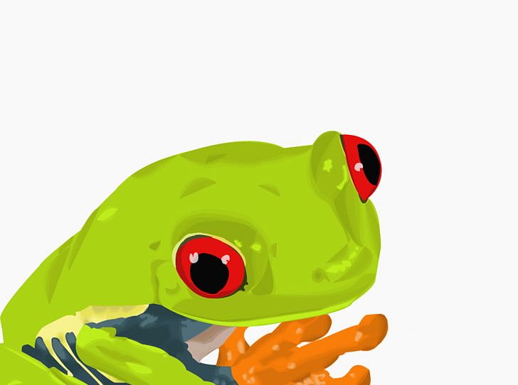 True Frog Amphibian Frog And Toad PNG, Clipart, Amphibian, Animal, Cartoon, Fauna, Flash Animation Free PNG Download