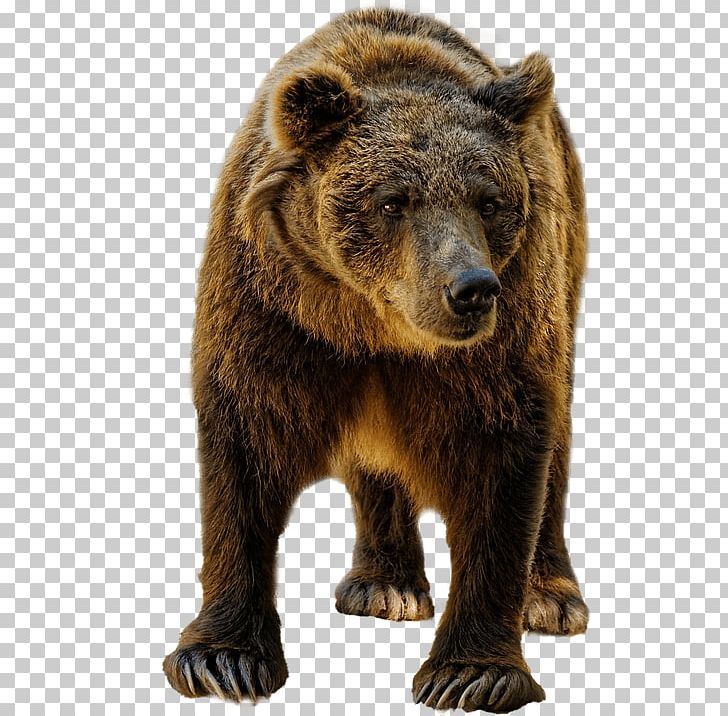 Grizzly Bear Brown Bear Moose Ape PNG, Clipart, Animal, Ape, Bear, Brown Bear, Canidae Free PNG Download
