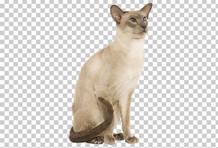 Balinese Cat Burmese Cat Tonkinese Cat Domestic Short-haired Cat Siamese Cat PNG, Clipart, Animals, Asian, Balinese, Carnivoran, Cat Breed Free PNG Download