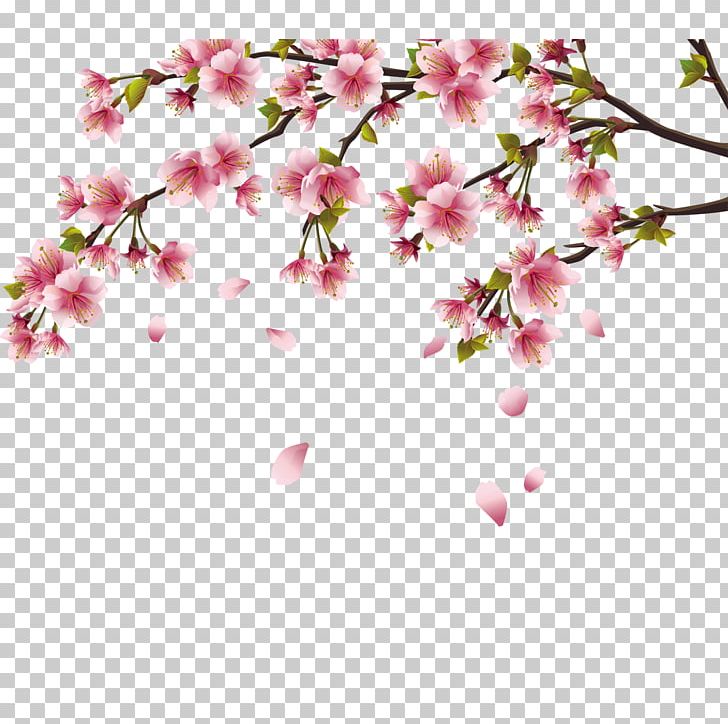 Cherry Blossom Peach Blossom PNG, Clipart, Blossom, Blossoms, Branch, Branches, Cherry Blossoms Free PNG Download