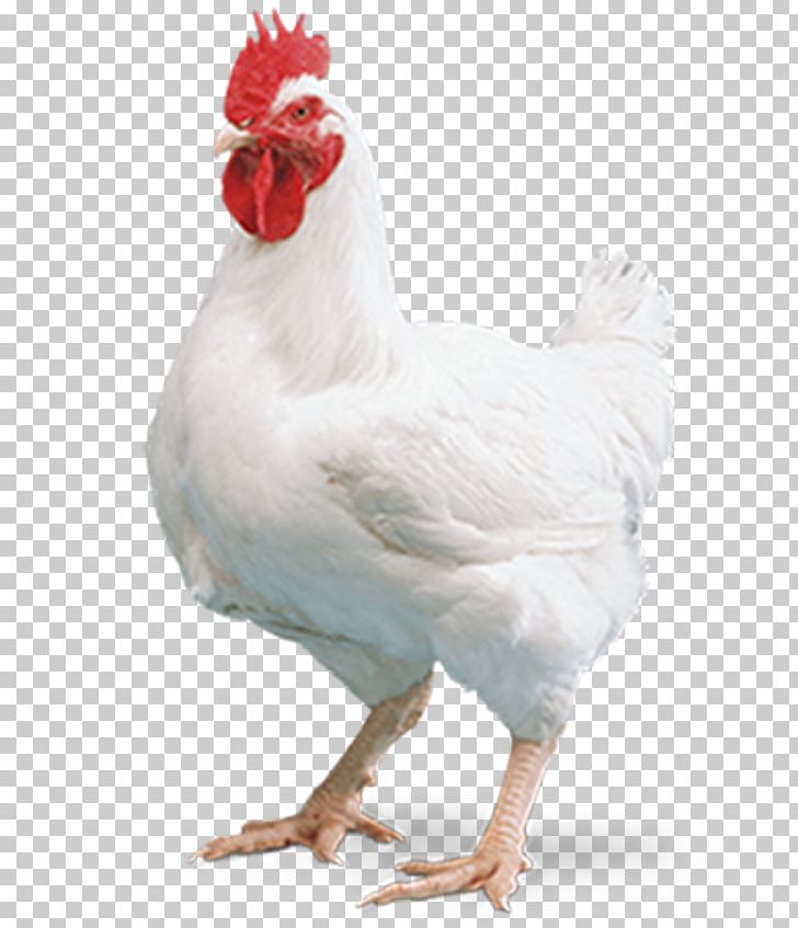 Cornish Chicken Broiler Kuroiler Mandi Chicken Tikka Masala PNG, Clipart, Beak, Bird, Broiler, Chicken, Chicken As Food Free PNG Download