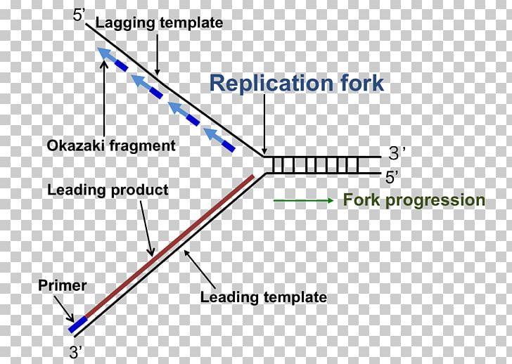 DNA Replication Replication Fork Enzyme Triangle PNG, Clipart, Angle, Diagram, Dna, Dna Replication, Enzyme Free PNG Download