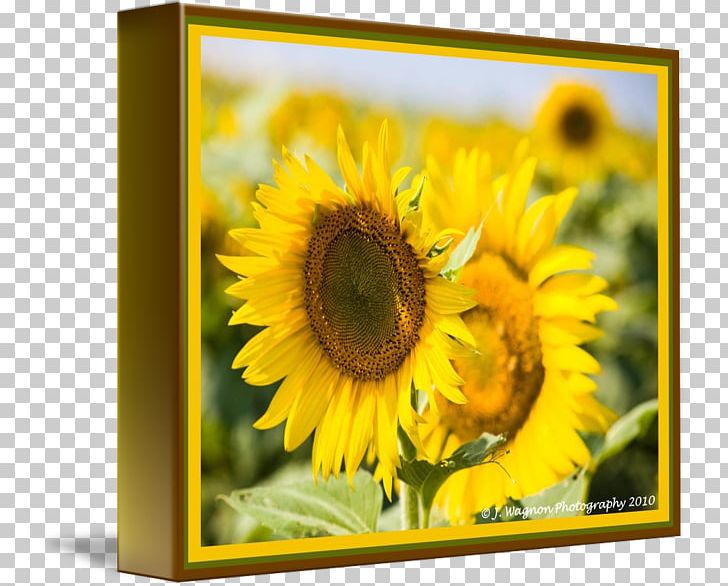 Gallery Wrap Frames Canvas Art Sunflower M PNG, Clipart, Art, Bokeh, Canvas, Daisy Family, Flower Free PNG Download