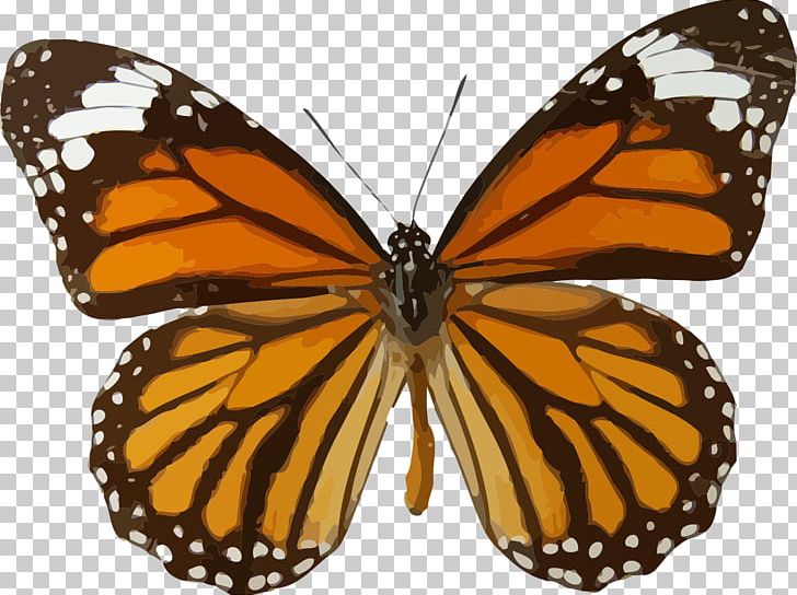 Monarch Butterfly Insect Danaus Genutia PNG, Clipart, Animal, Blue Butterfly, Brush Footed Butterfly, Butterflies And Moths, Butterfly Free PNG Download