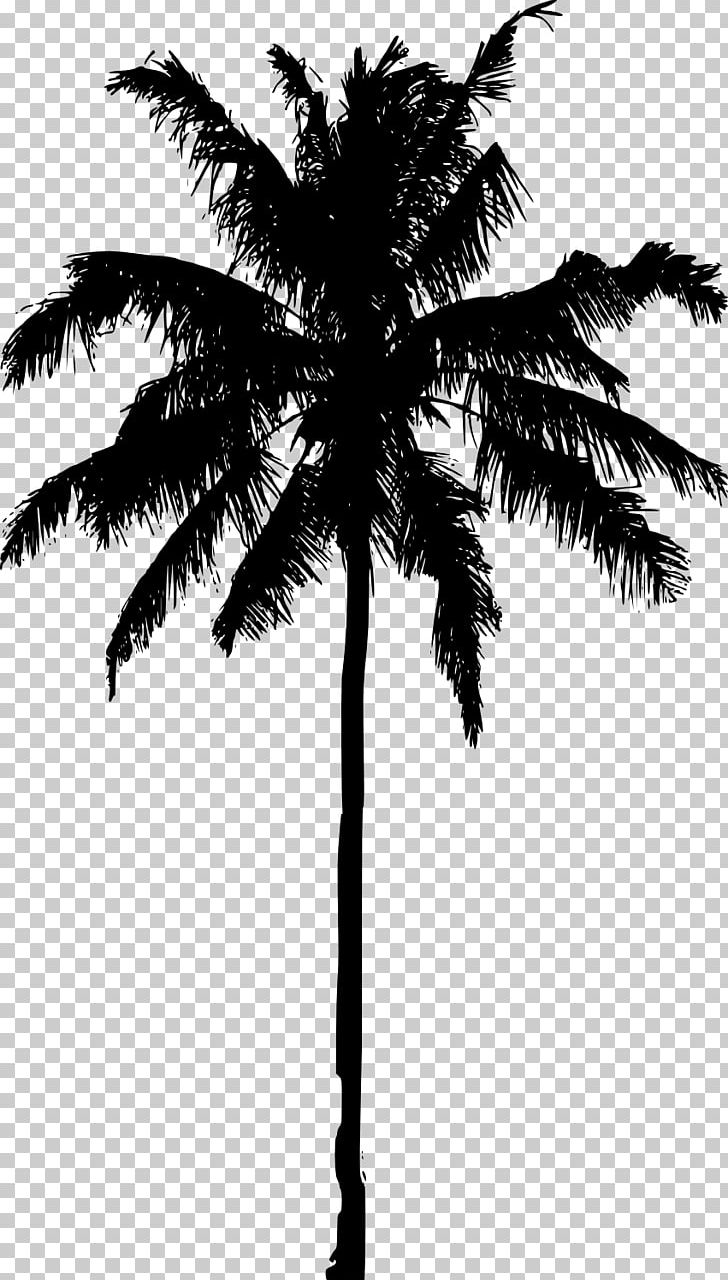 Arecaceae Silhouette Photography PNG, Clipart, Arecaceae, Arecales, Asian Palmyra Palm, Black And White, Borassus Flabellifer Free PNG Download