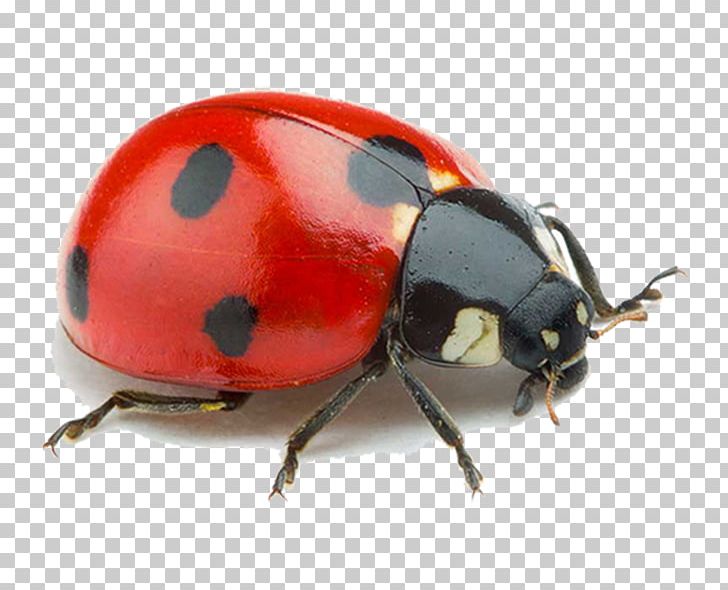 Coccinella Septempunctata Stock Photography PNG, Clipart, Arthropod, Beetle, Coccinella, Coccinella Septempunctata, Dung Beetle Free PNG Download