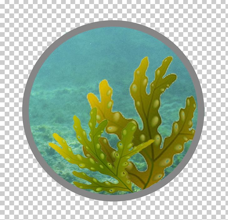 Coral Reef Fish Marine Biology PNG, Clipart, Aquarium, Aquarium Decor, Biology, Coral, Coral Reef Free PNG Download