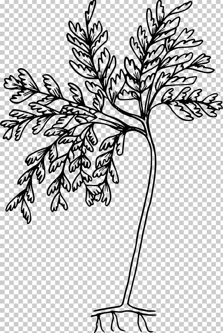 Umatilla National Forest Drawing Line Art PNG, Clipart, Black And White, Branch, Drawing, Fern, Flo Free PNG Download