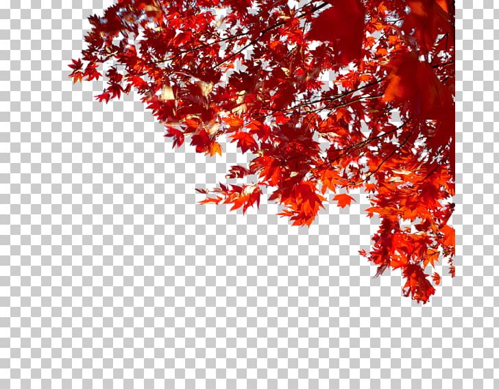 Autumn LiveInternet PNG, Clipart, Autumn, Branch, Daytime, Flowering Plant, Google Bookmarks Free PNG Download