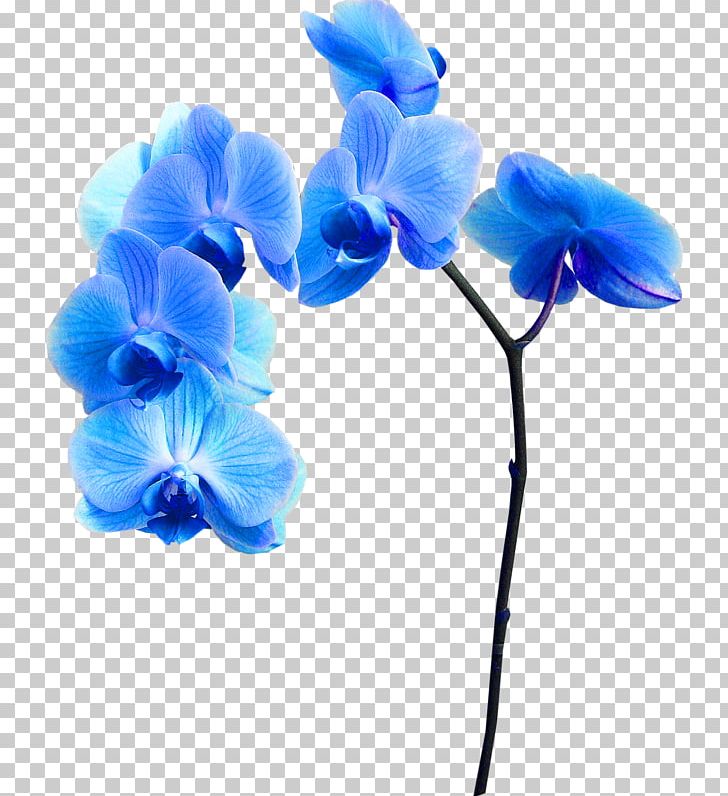 Blue Flower PNG, Clipart, Animaux, Blue, Color, Elfe, Encapsulated Postscript Free PNG Download