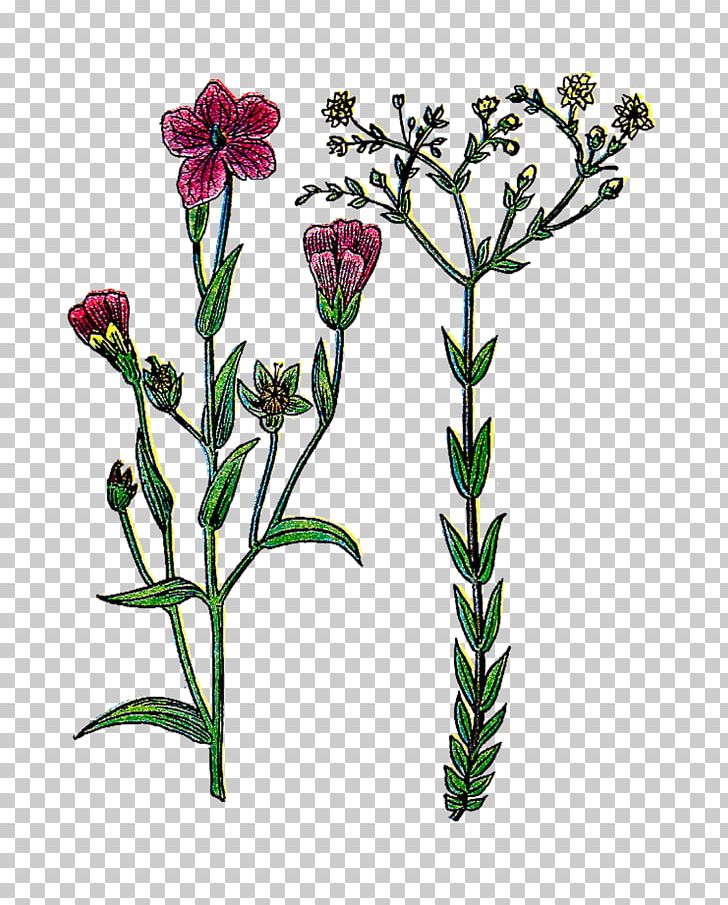 Botany Botanical Illustration PNG, Clipart, Antique, Art, Botanical Illustration, Botany, Clip Art Free PNG Download