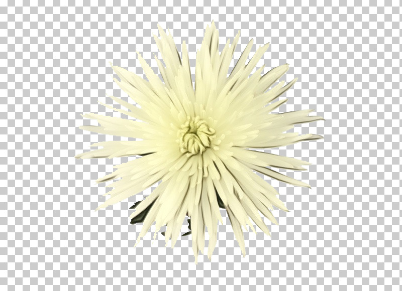 White Flower Dandelion Dandelion Yellow PNG, Clipart, Daisy Family, Dandelion, Flower, Paint, Petal Free PNG Download