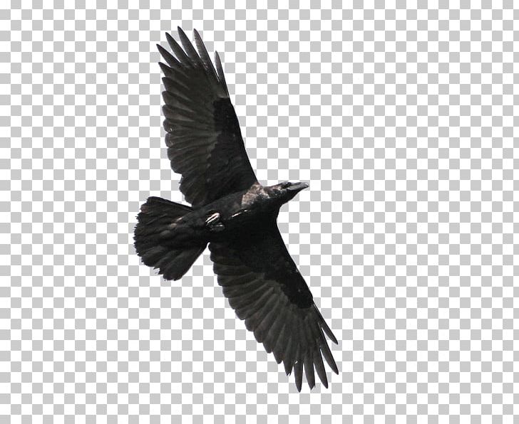 American Crow Bird Eastern Imperial Eagle White-tailed Eagle PNG, Clipart, Accipitriformes, American Crow, Animals, Beak, Bird Free PNG Download