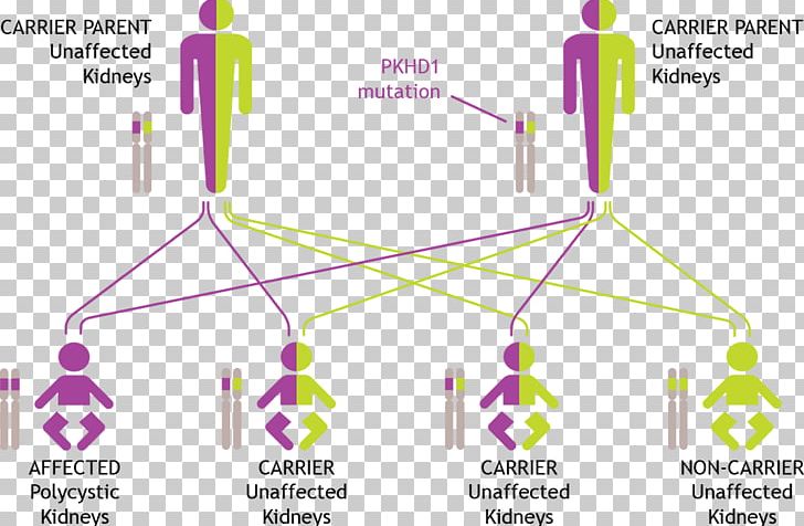 Autosomal Recessive Polycystic Kidney Disease Genetic Testing Autosomal Dominant Polycystic Kidney Disease Genetics PNG, Clipart, Angle, Carrier Testing, Circle, Diagram, Disease Free PNG Download