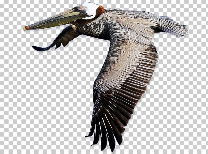 Bird American White Pelican PNG, Clipart, Accipitriformes, Amer, Beak, Bird, Bird Of Prey Free PNG Download